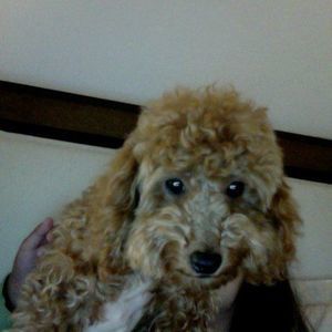 Meet your Posher, Eva